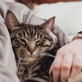 Nhân viên không được nuôi mèo, công ty Nhật cho ra đời bộ chăn ga “mềm như miêu”